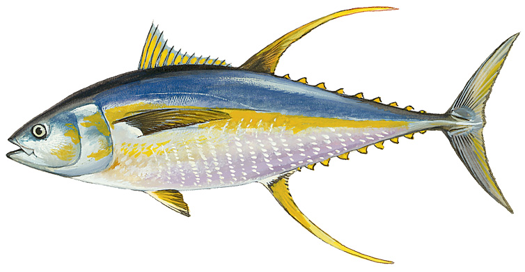 Image of a Yellowfin Tuna