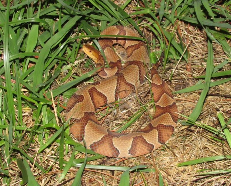 close-up of a snake coiled up in the grass.