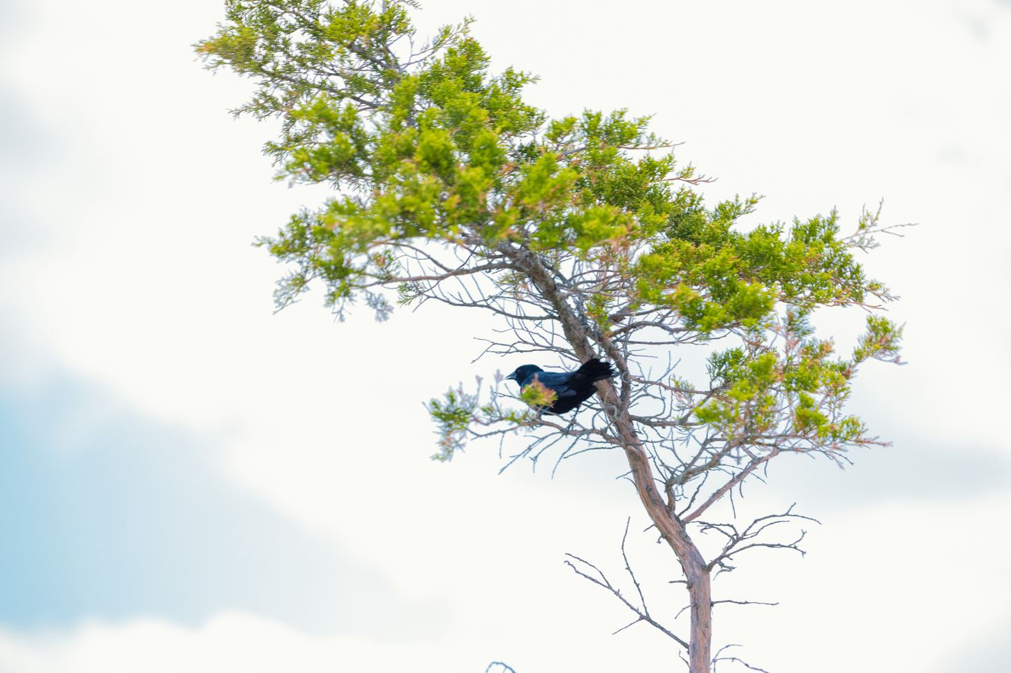 A view of the top of a single tree with a bird perched on a branch.