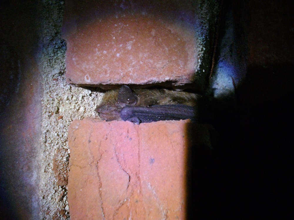 A big brown bat hibernates.