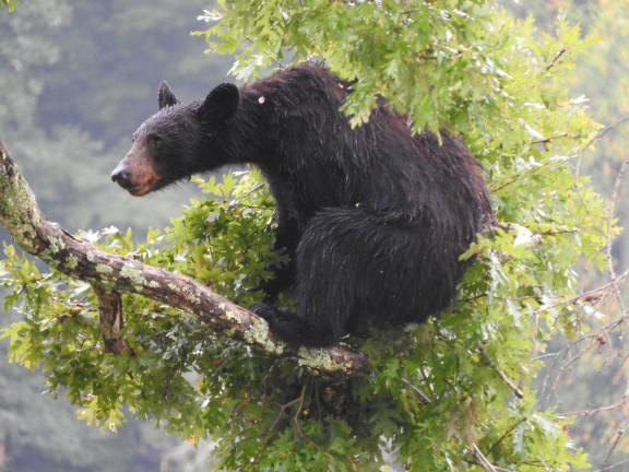 A black bear sits on a tree branch above the ground.
